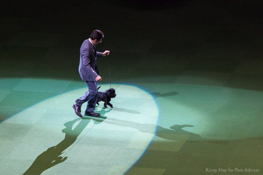 Affenpinscher Dog Breed Complete Information 4 affenpinscher Joey in a dog show