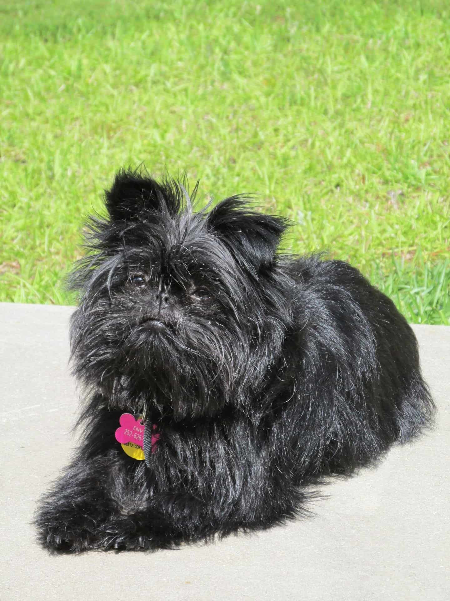 Affenpinscher Dog Breed Complete Information 2 affenpinscher sitting on cemented road