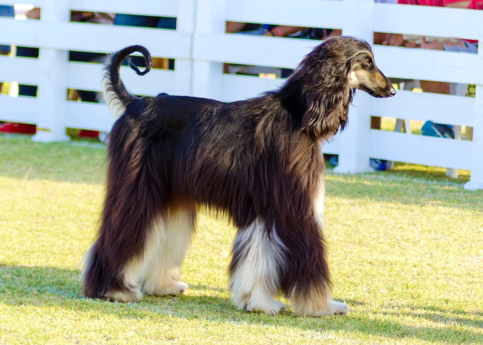 afghan hound standing in the backyard