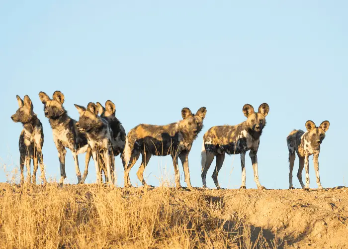 Why Are Dogs Called Canines or K9? 11 7 african wild dogs
