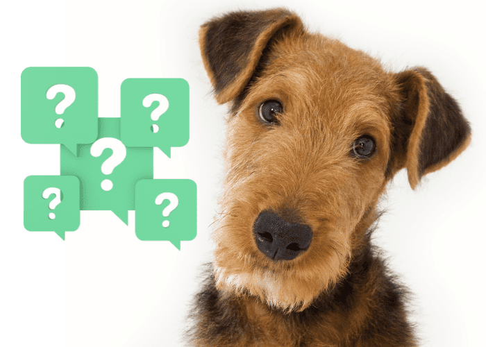 Uncovering the Mystery of Max's Breed from "The Grinch" 5 airdale terrier with 5 question marks