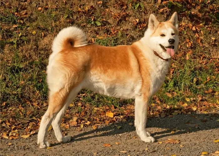 19 Most Popular Asian Dog Breeds ( With HD Photos ) 7 akita inu at the park