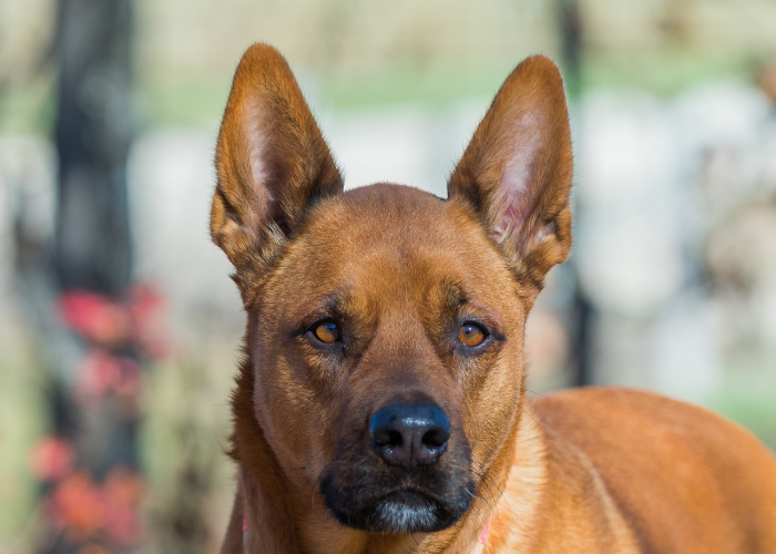 akita mixed dog breed with pointed ears close up photo