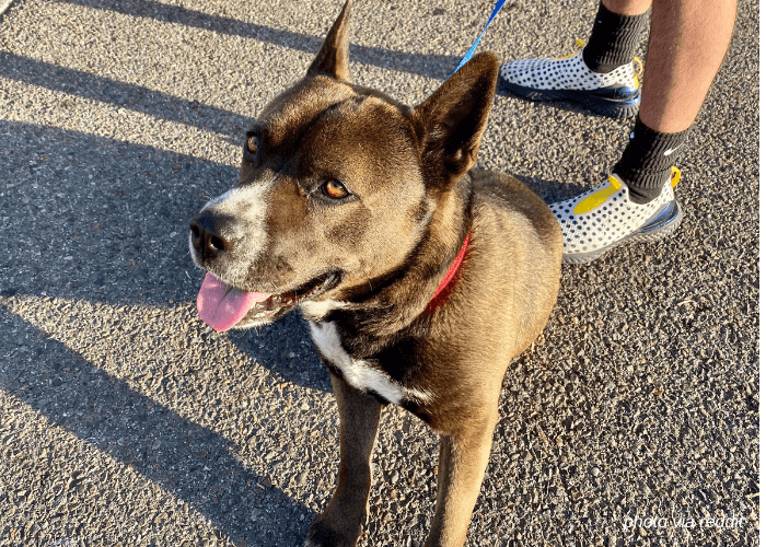 akita pitbull mix with red collar with owner
