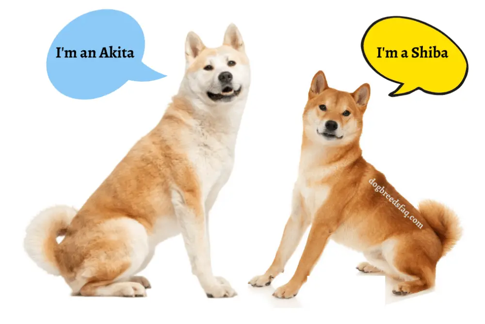 akita vs shiba differences photo