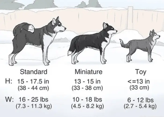 What Is A Alaskan Husky Size