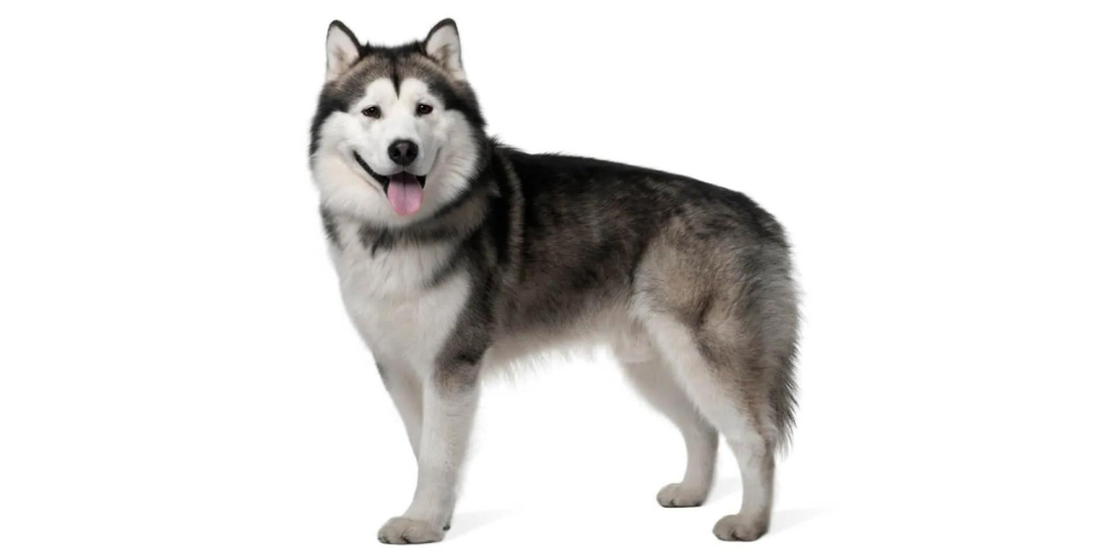 alaskan malamute image taken against a white background