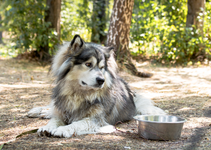alaskan malamute just finished eating under the tree in the philippines