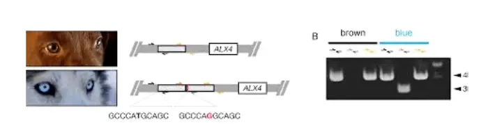 alx4 gene in dogs