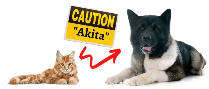 Can Akitas Live With Other Dogs? ( Akita Temperament )