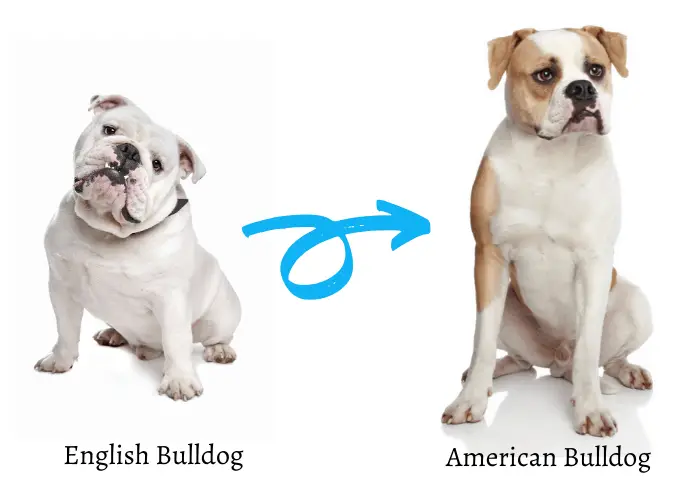 American Bulldog 6 american bulldog and english bulldog on white background