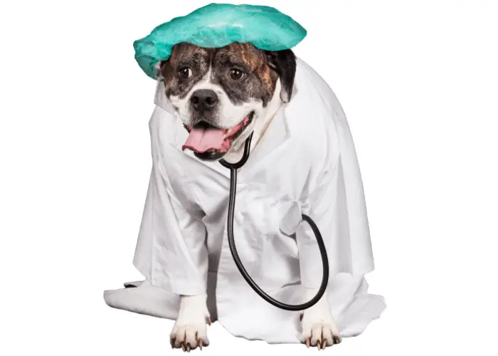 American Bulldog 5 american bulldog dressed in a doctor's coat