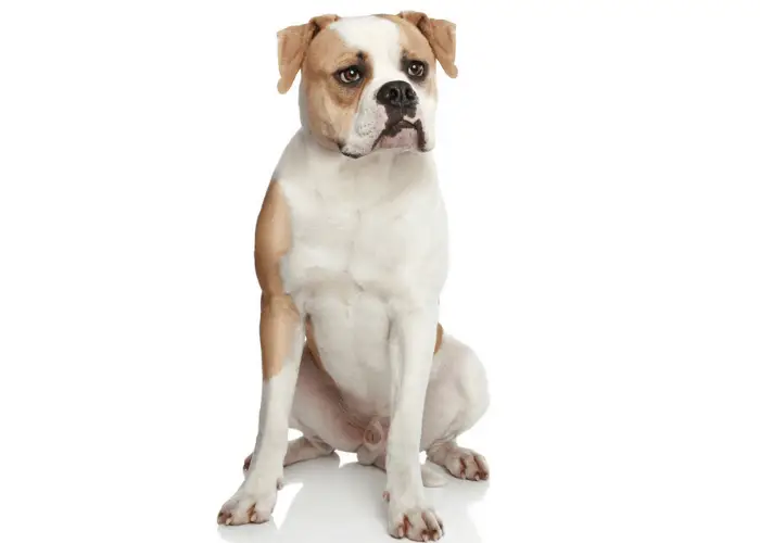 American Bulldog 2 american bulldog photographed against a white background