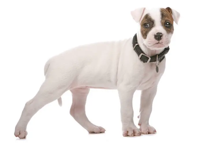 American Bulldog 3 american bulldog puppy photographed against a white background