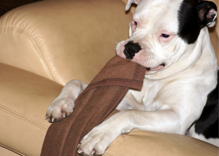 american bulldog type dog playing with a blanket