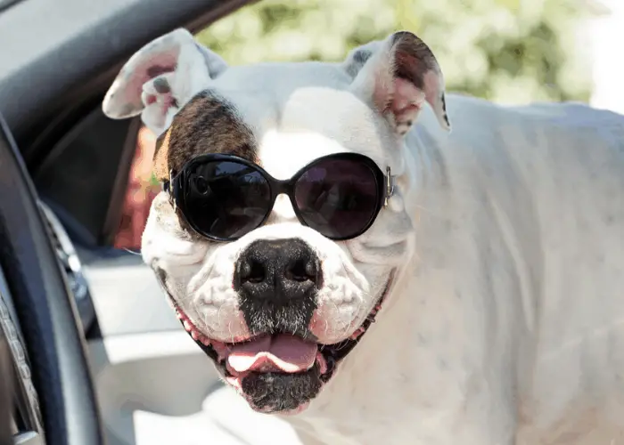 american bulldog wearing sunglasses in a car