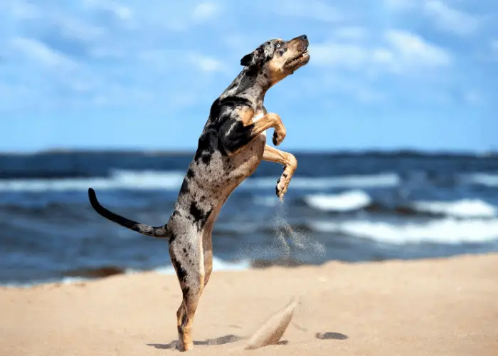 43 Popular United States Dog Breeds 11 american leopard hound dog at the beach