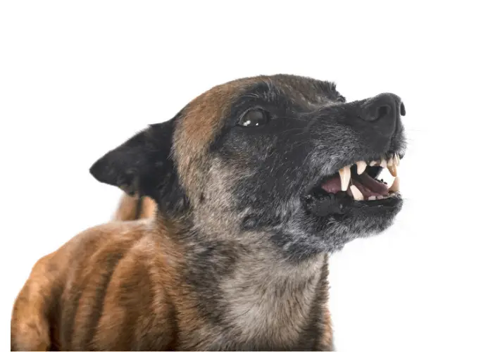Are Belgian Malinois Good with Other Dogs? 7 angry belgian malinois