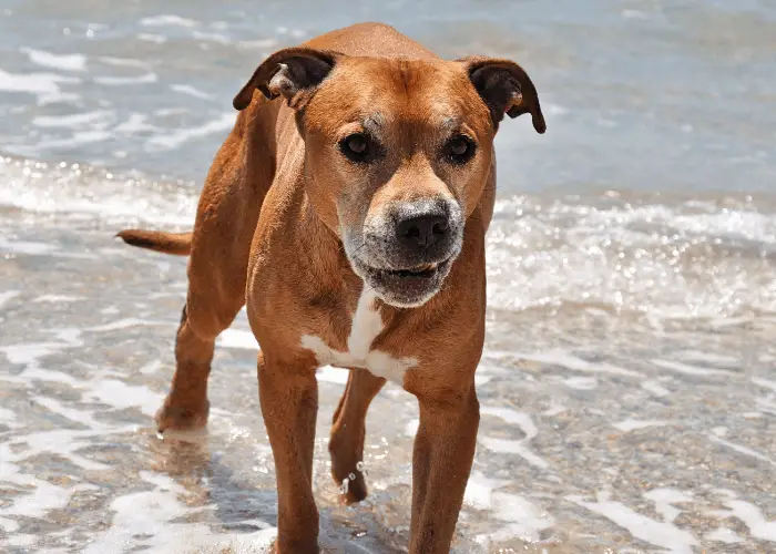 17 Pit Bull Pros And (Cons) That I Learned From My Beloved Pet 11 angry pit bull terrier on the beach