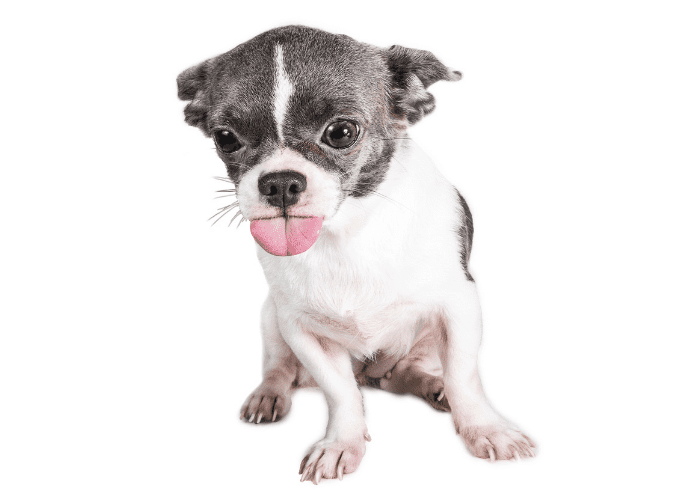 anxious chihuahua with tongue sticking out