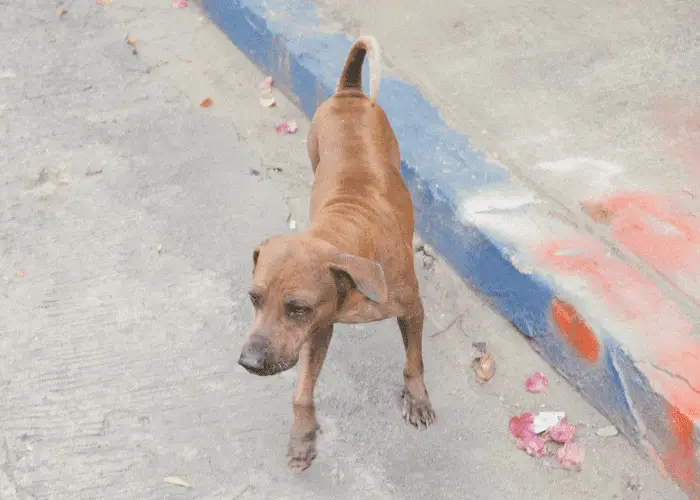  askal street dog