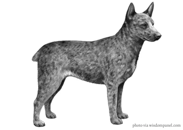 13 Popular Native Australian Dog Breeds List 14 australian stumpy tail cattle dog standing in front of white background