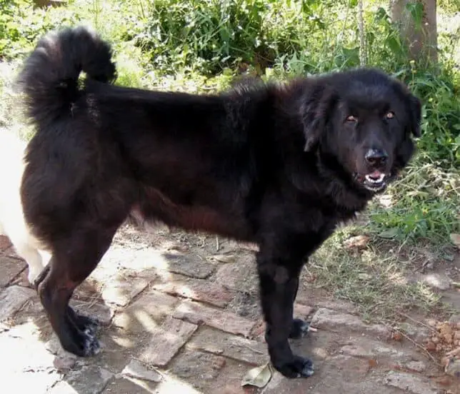 bakharwal dog breed standing