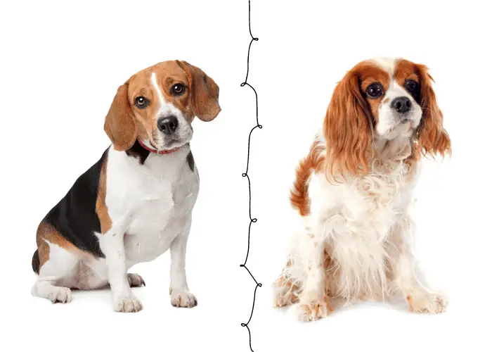 Beaglier (Beagle-Cavalier King Charles Spaniel Mix) 4 beagle and cavalier king charles spaniel on white background