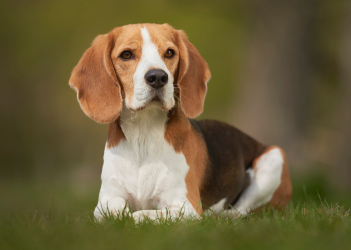 Why Beagles Are the Worst Dogs: A Myth Debunked 3 beagle resting on the lawn