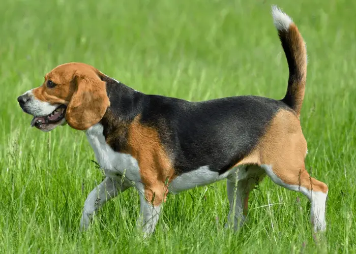 beagle walking in the grass