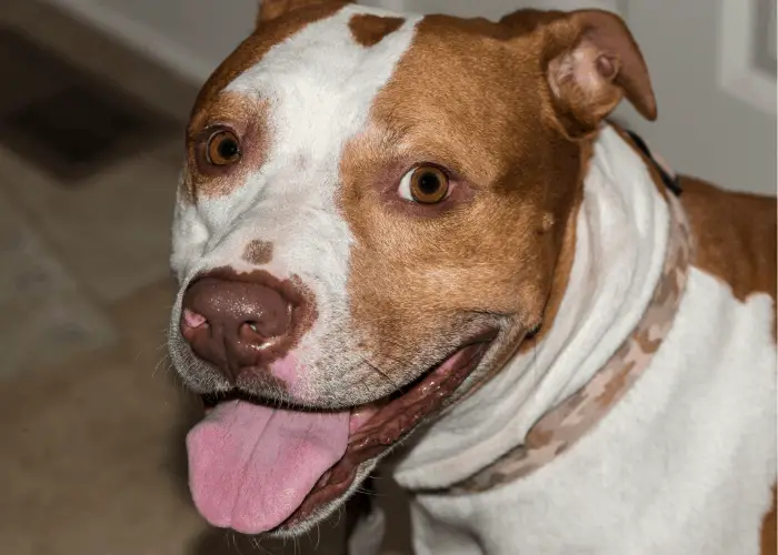 17 Pit Bull Pros And (Cons) That I Learned From My Beloved Pet 9 beautiful pit bull terrier looking at the camera