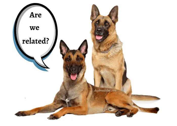 Are Belgian Malinois Good with Other Dogs? 2 belgian malinois asking german shepherd if they are related