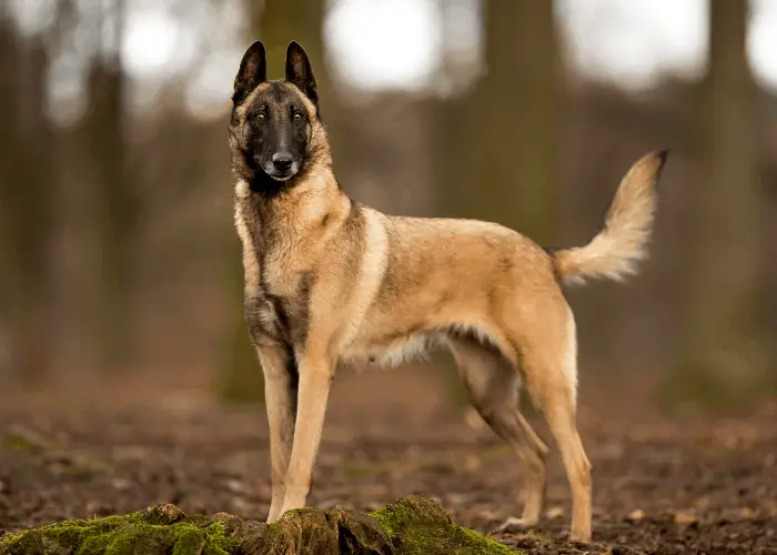 Belgian Malinois Dog Breed Complete Information 8 belgian malinois in the forest