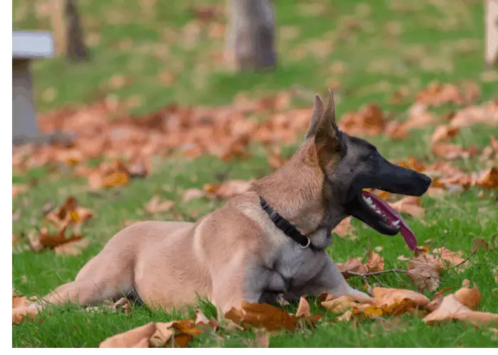 Belgian Malinois Dog Breed Complete Information 6 belgian malinois out during autumn