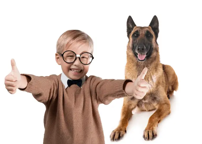 Are Belgian Malinois Good with Other Dogs? 5 _belgian malinois with a boy doing 2 thumbs up