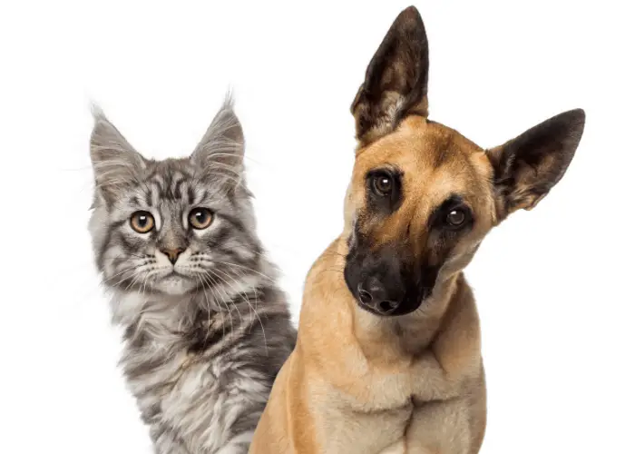 Are Belgian Malinois Good with Other Dogs? 4 belgian malinois with a cat