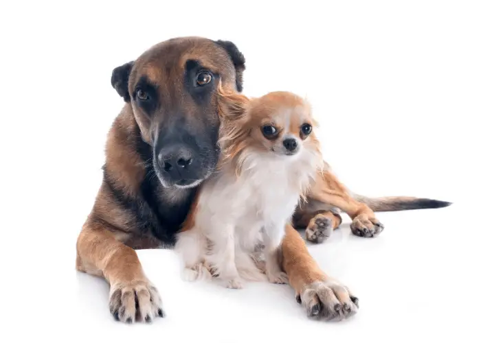 Are Belgian Malinois Good with Other Dogs? 6 belgian malinois with a chihuahua