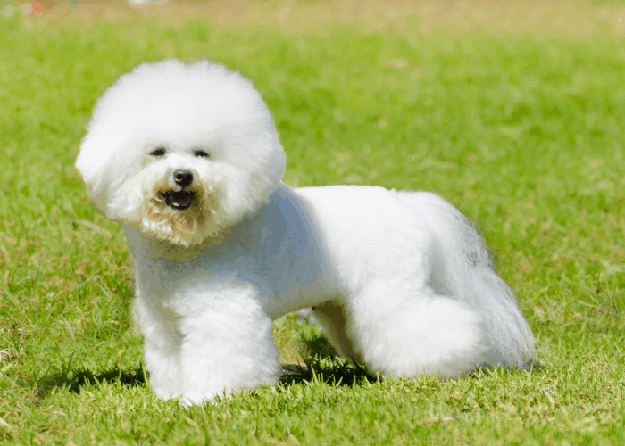 bichon frise standing on the green lawn