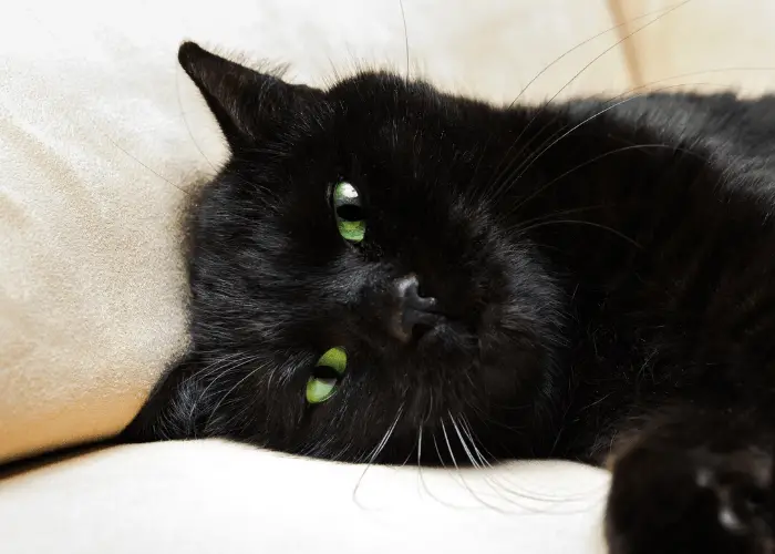 Can Dogs and Cats Breed? 3 black cat lying on the couch