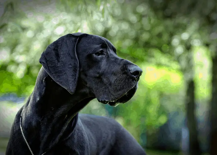 Great Dane Cropped Ears: Styles, Cost, and Care Dog Breeds F