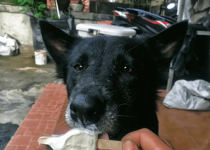 black kintamani dog eating an ice cream