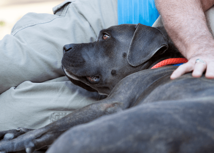 black pit bull on owner's lap