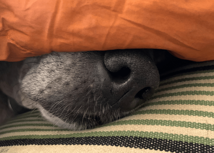 black pit bull sleeping under the blanket