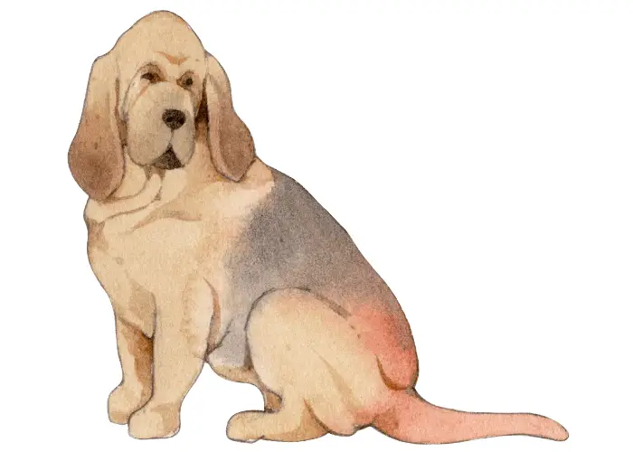 bloodhound cartoon