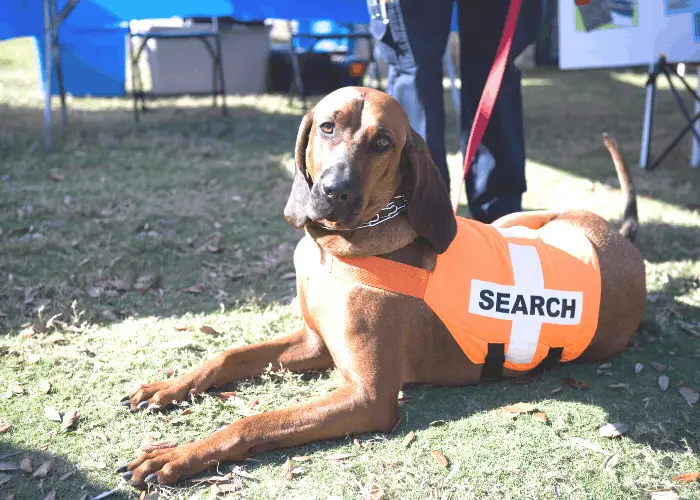 bloodhound search dog