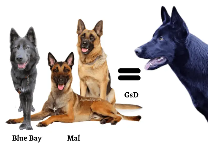 blue bay, mal and GSD equals lycan shepherd