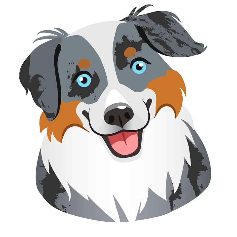 Get To Know The RESILIENT Blue Merle Australian Shepherd 6 blue eyes Australian shepherd dog face portrait cartoon illustration