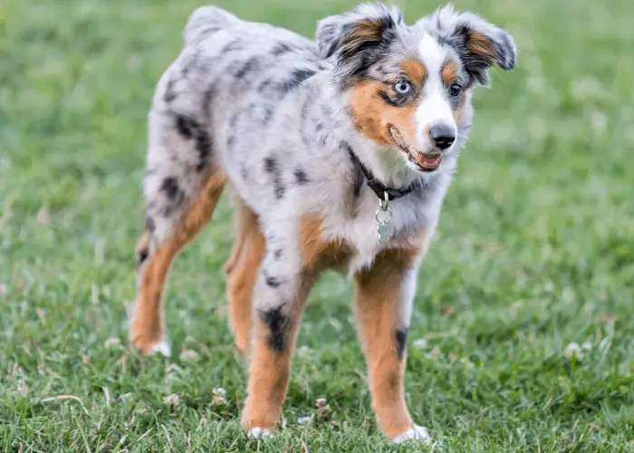 43 Popular United States Dog Breeds 29 blue merle Miniature American Shepherd standing on the lawn