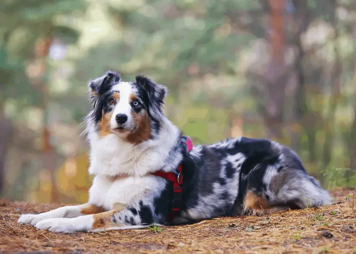 Get To Know The RESILIENT Blue Merle Australian Shepherd 7 blue merle australian shepherd lying in the forest