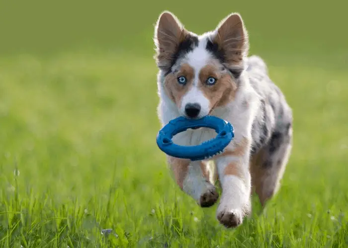 Get To Know The RESILIENT Blue Merle Australian Shepherd 5 blue merle australian shepherd retrieving a blue chew toy